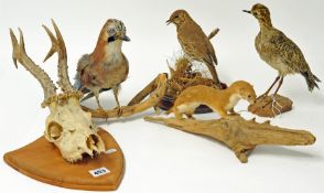 Taxidermy including jay bird on a branch, deer`s skull, weasel on a log, golden plover and a