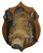 Taxidermy a mounted wild boar`s head, height 50cm and length 53cm