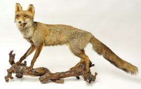 Taxidermy. A French forest fox standing on a branch, length 112cm and height 59cm