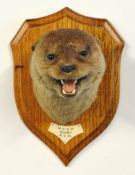 Taxidermy. An otter`s head mounted on a wood shield with plaque `N.C.O.H Solby 31st May 1932` height