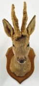 Taxidermy a mounted deer`s head, height 40cm and length 29cm