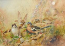 CHARLES H. C. BALDWYN (1859-1943) watercolour `Bird Study` signed and dated 1914, 25cm x 25cm,