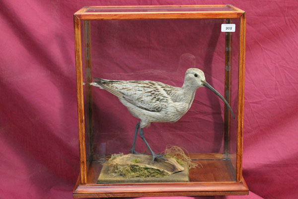 Preserved Curlew on naturalistic base, in four-sided glazed case, 47cm wide x 53cm high