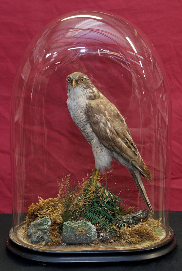 Edwardian preserved Sparrowhawk on naturalistic base, under oval glass dome on ebonised base, dome