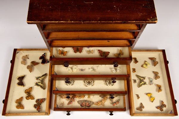 Edwardian stained pine miniature chest of six drawers containing an array of butterflies and