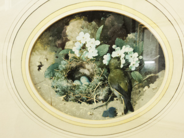 William Cruickshank [1848-1922] - oval watercolour,  A Greenfinch Beside it’s nest with dog roses,