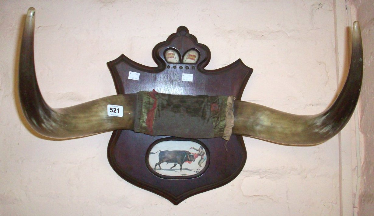 A pair of Spanish bull fighting horns mounted on a wooden shield shaped plaque