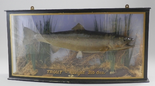 A taxidermy trout in wooden case with `Trout~weight 2lb 6oz` printed to front, 60cm wide.