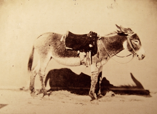 * Bisson Freres, an albumen print of a saddled donkey, early 20th century. Mounted on card,