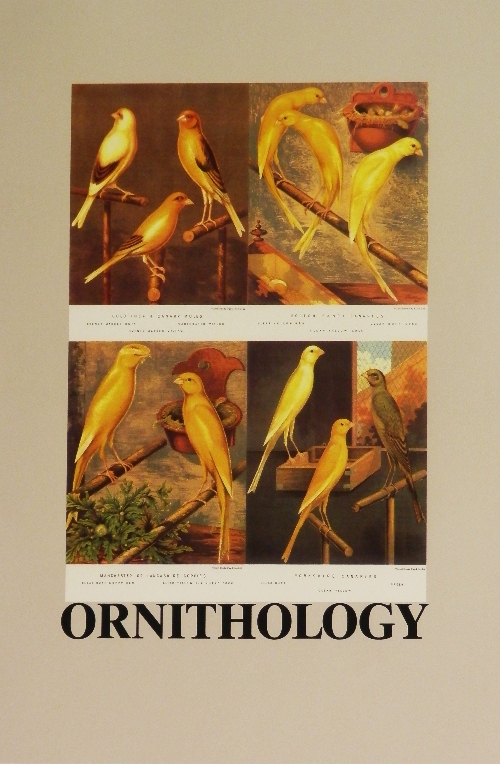 Sir Peter Blake CBE RDI RA, British b.1932- "O is for Ornithology", from The Alphabet Series;