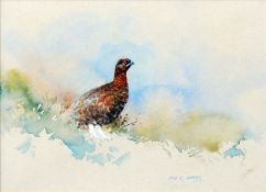 IAN R. OATES (20th century) British Grouse Watercolour Signed 23.5x 17 cms, framed and glazed