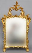 An early 19th century Florentine carved giltwood mirror With pierced scrolling rococo frame. 106 cms