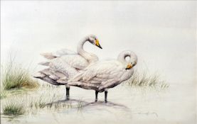 ENGLISH SCHOOL (20th century) Swans Watercolour Indistinctly signed 55 x 36 cms, framed and glazed