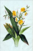 CHINESE SCHOOL (late 19th/early 20th century) Botanical Studies On rice paper 12 x 18 cms, framed