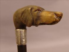 A silver mounted carved horn headed walking cane Modelled as a dog`s head. 83 cms long. Generally in