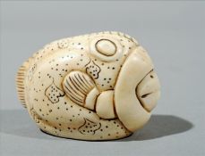 A carved ivory netsuke Modelled as a parrot fish, signed. 3 cms high.