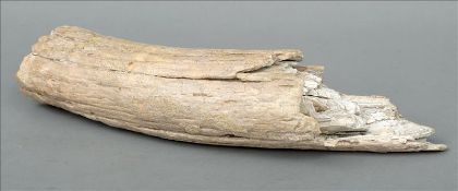 A petrified section of mammoth tusk From a private collection unearthed in Norfolk. 38 cms long.