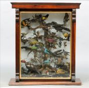 A Victorian glazed display cabinet containing various preserved and mounted exotic birds.