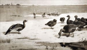 ARCHIBALD THORBURN (1860-1935) Scottish Unapproachable Geese Print Signed in pencil, published by