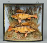 A pair of resin model perch In a bow fronted glazed case, set with a naturalistic background with