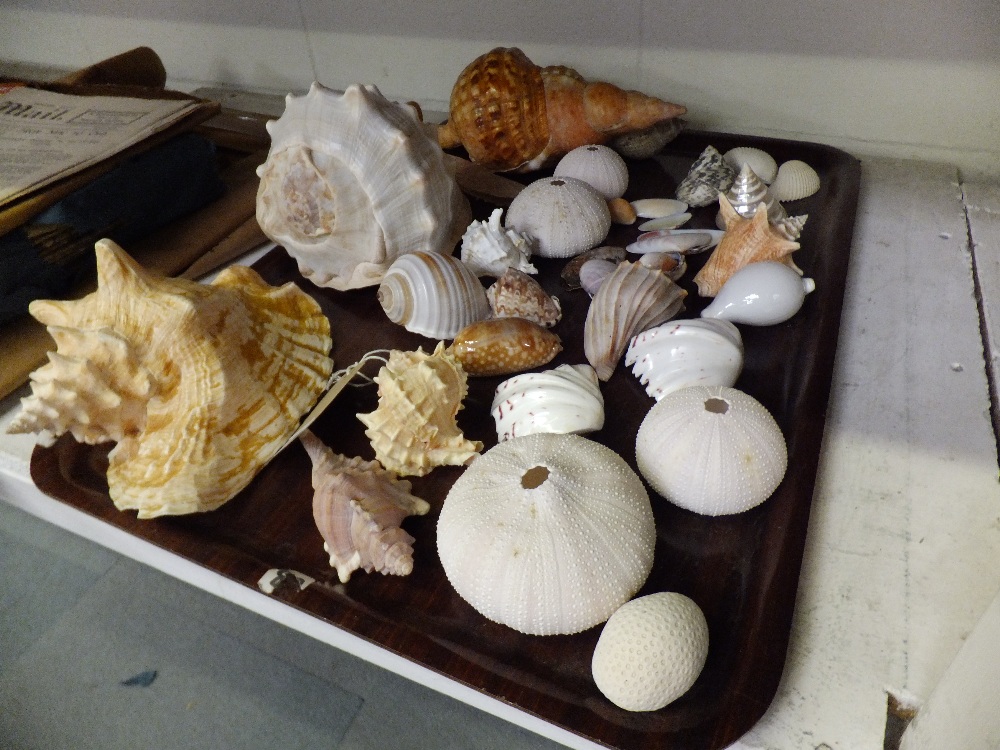 A selection of sea shells