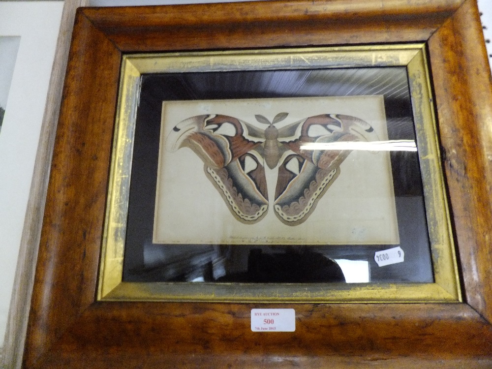 A print of a butterfly published in 1789, walnut framed and mounted