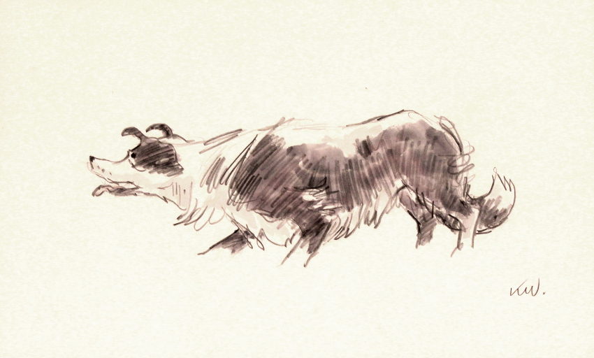 Property of a deceased estate - Sir Kyffin Williams RA (1918-2006) - SHEEPDOG - wash drawing, 10.9