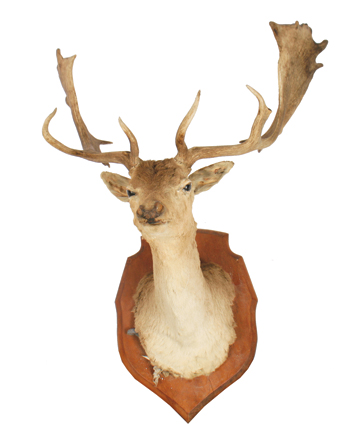 Stag`s head mounted trophy