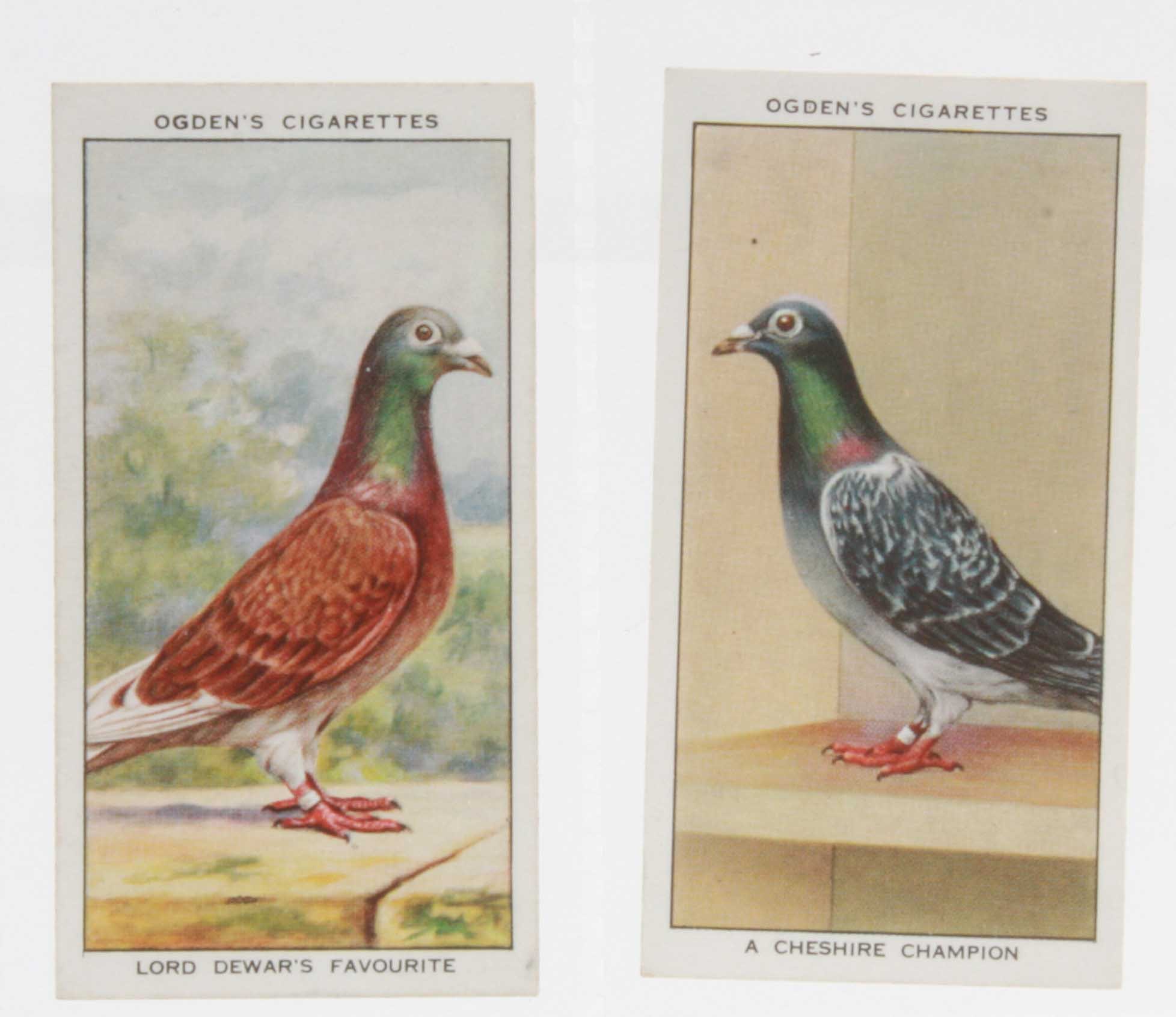 Cigarette cards, Ogden`s, Racing Pigeons, (set, 50 cards) (gen vg)