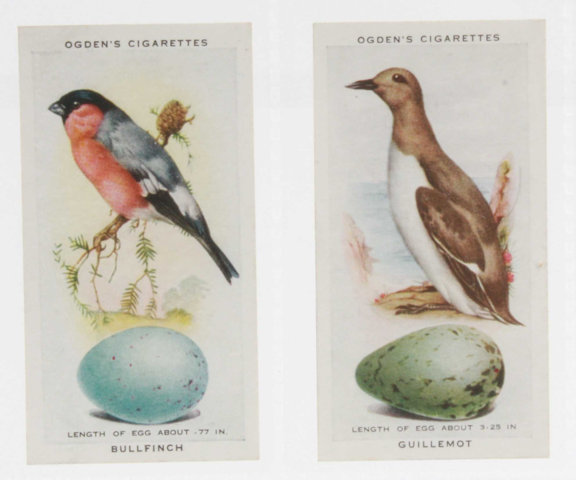 Cigarette cards, Ogden`s, British Birds & Their Eggs, (set, 50 cards) (gen vg)