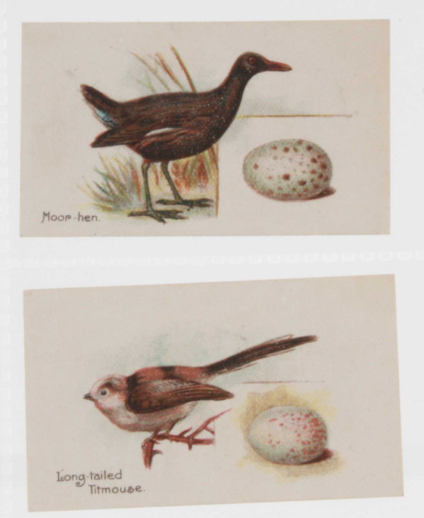 Cigarette cards, Harvey & Davy, Birds & Eggs (set, 50 cards) (gd/vg)