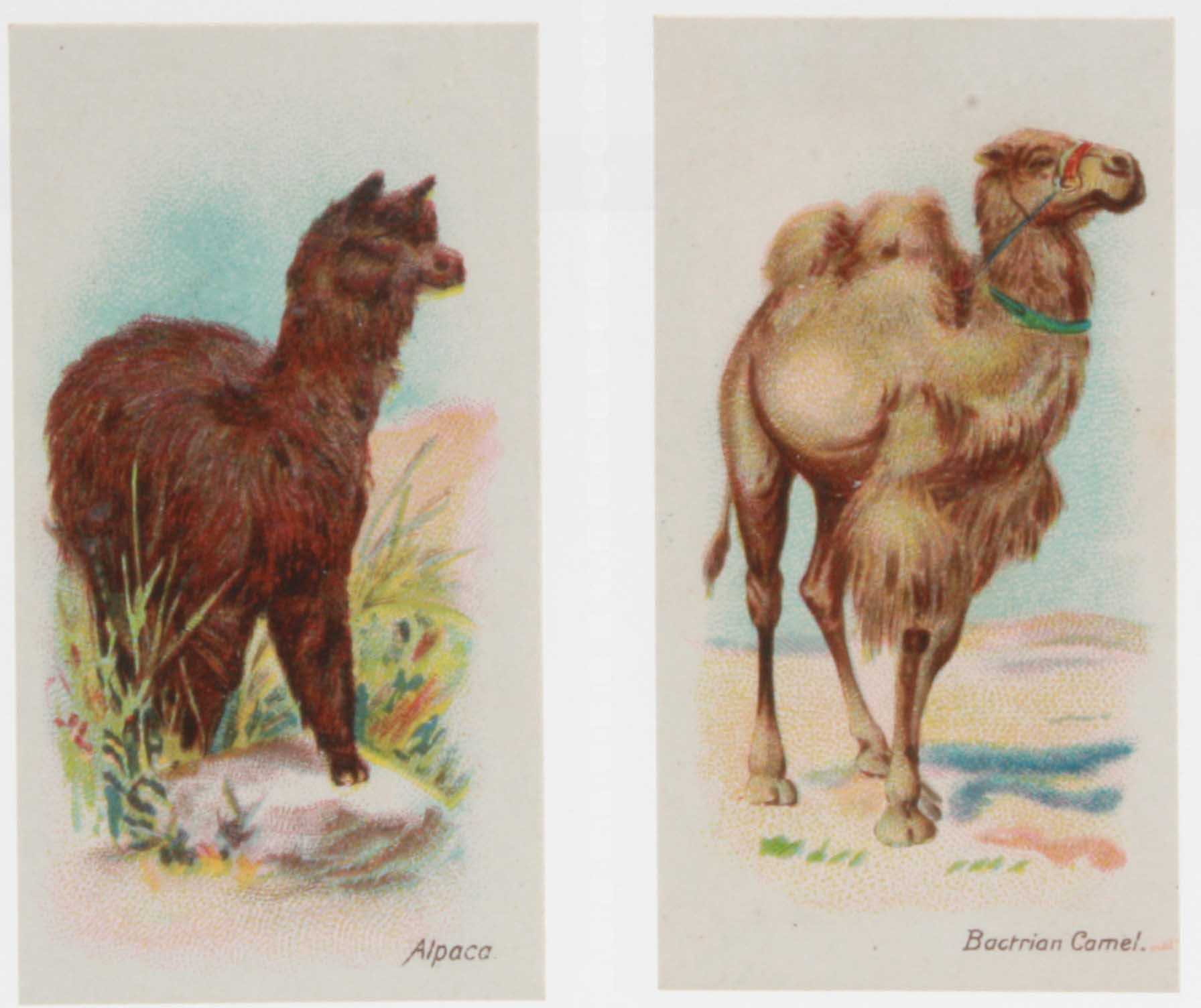 Cigarette cards, Will`s, Wild Animals of the World (green scroll back) (set, 50 cards) (vg)