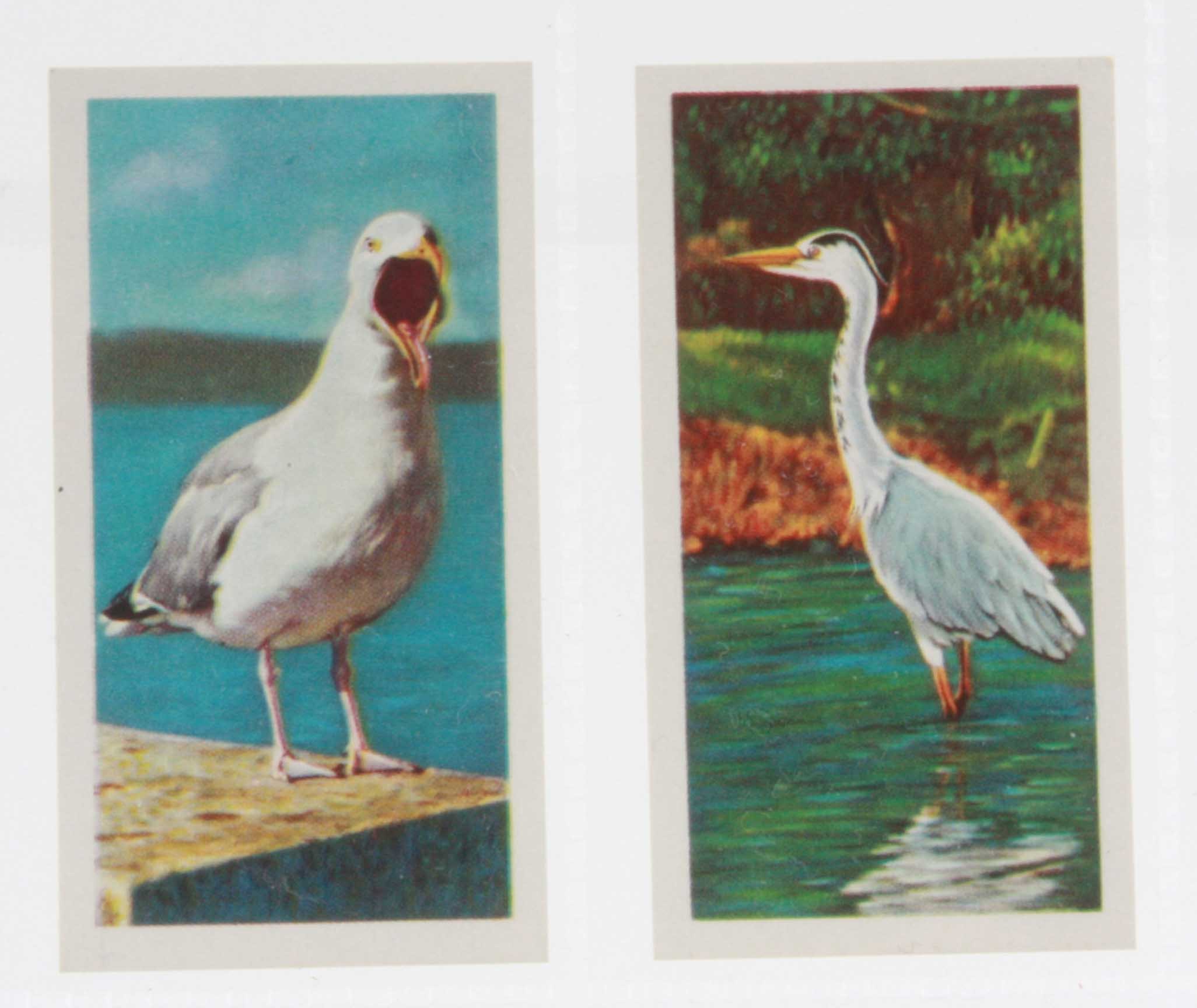 Trade cards, Brooke Bond, British Birds, Frances Pitt Series (set, 20 cards) (no 11 with very slight