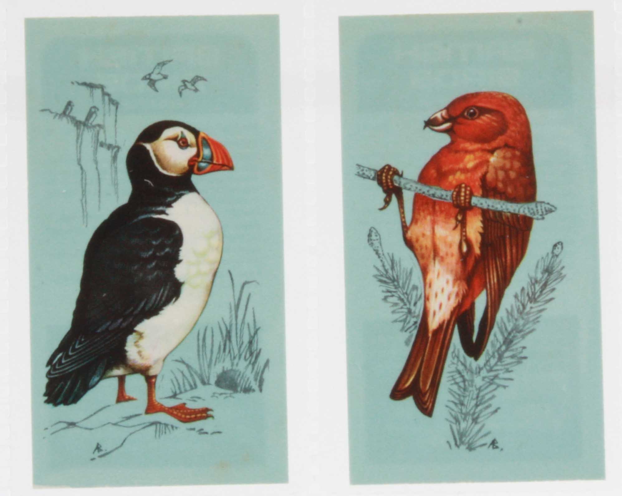 Trade cards, Tetley Tea, British Birds (set, 50 cards) (vg/ex)