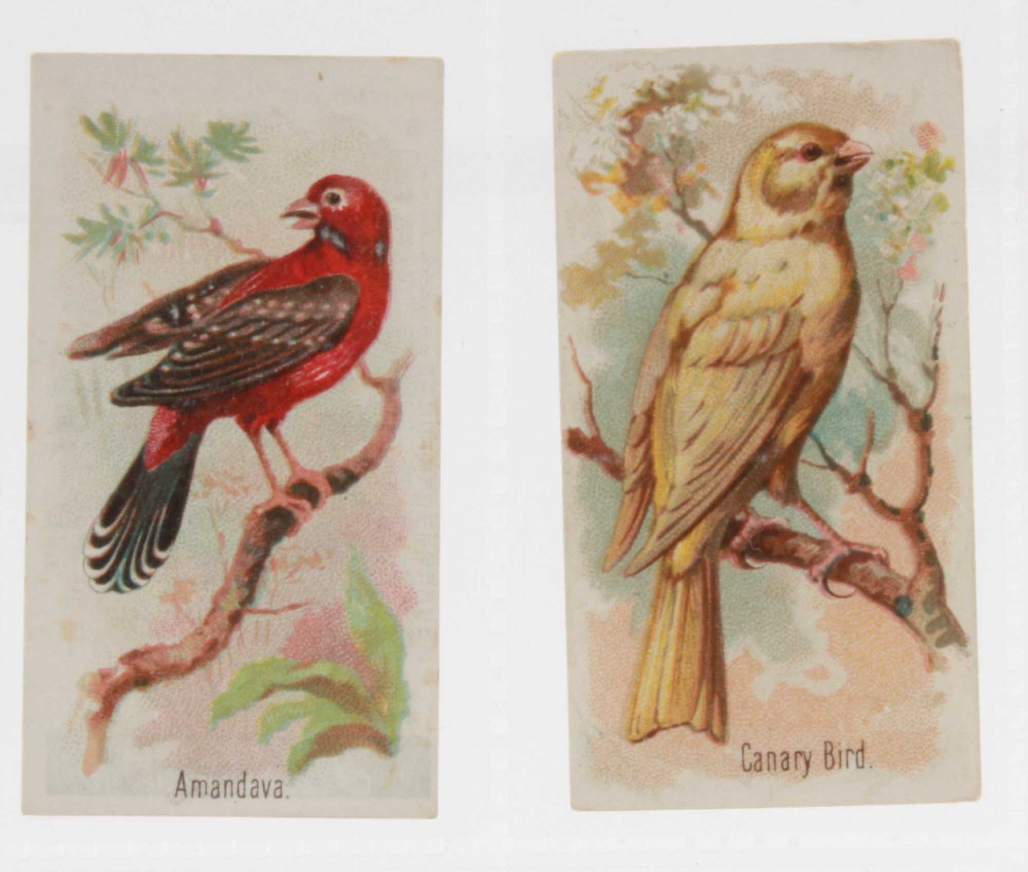 Trade cards, The Philadelphia Confectionery Co, Zoo Cards (39/50, all bird subjects) (gen gd)