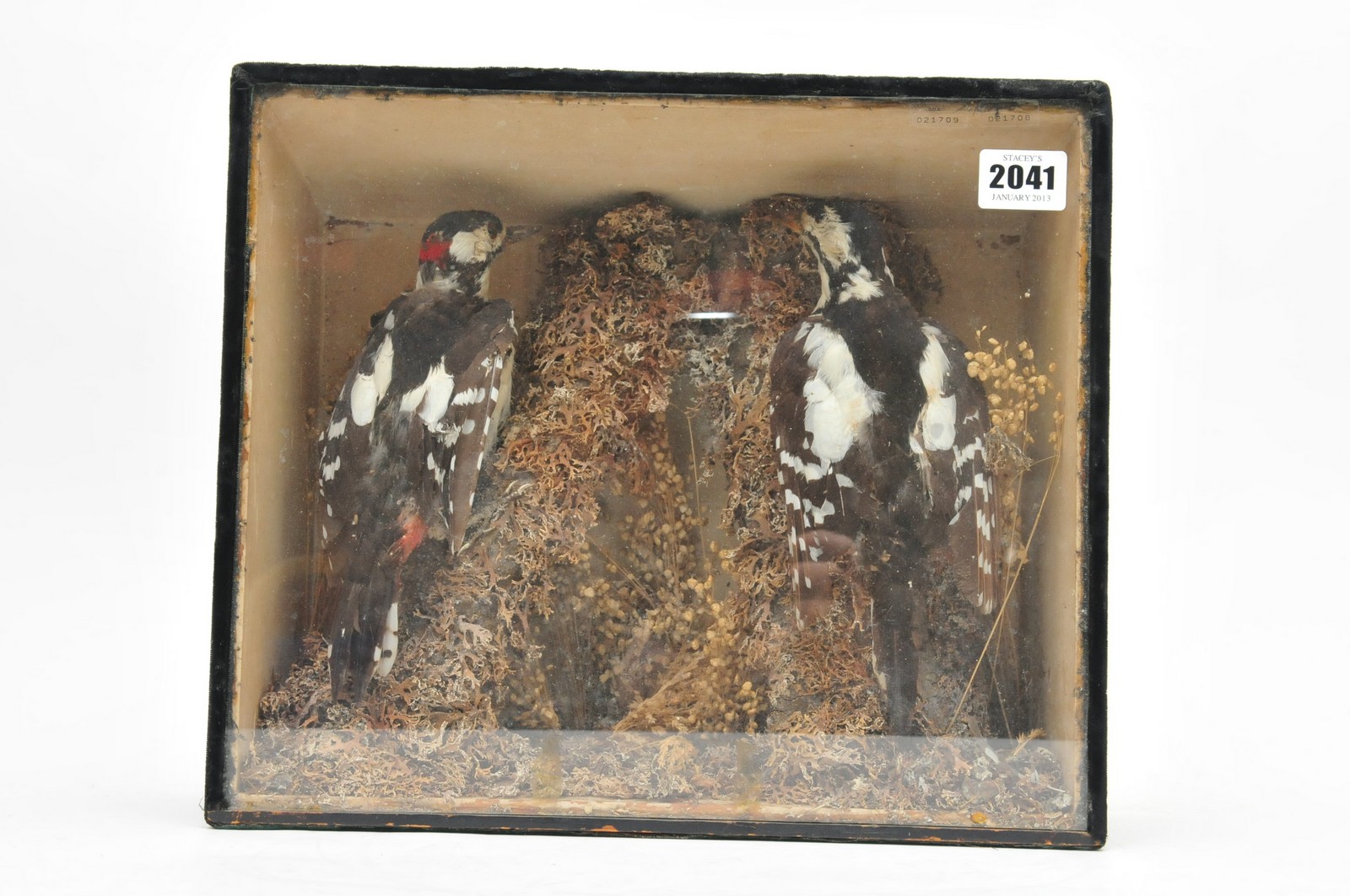 A pair of preserved and stuffed Wood peckers by F. Bentley in a fitted case,