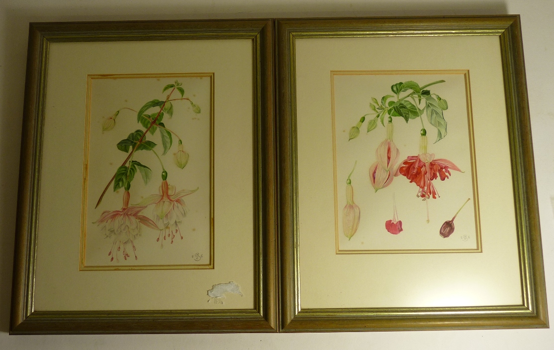 MARGARET STEVENS PSBA (20th Century botanical artist) - Studies of Fuschias, a pair, watercolours,
