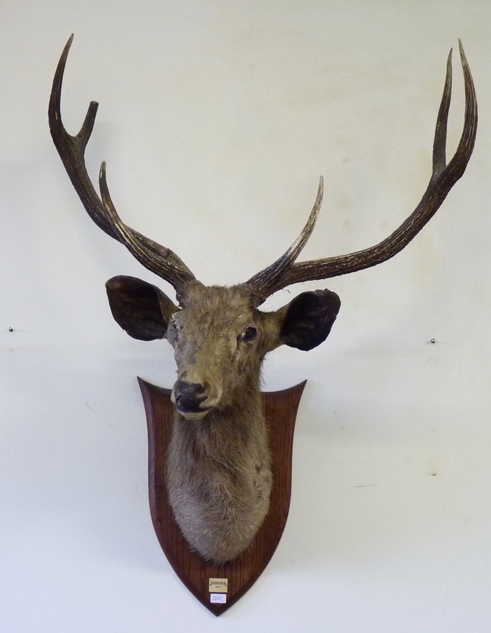 A Red Deer stags head mounted on an oak shield with plaque "Sambhur 1914"