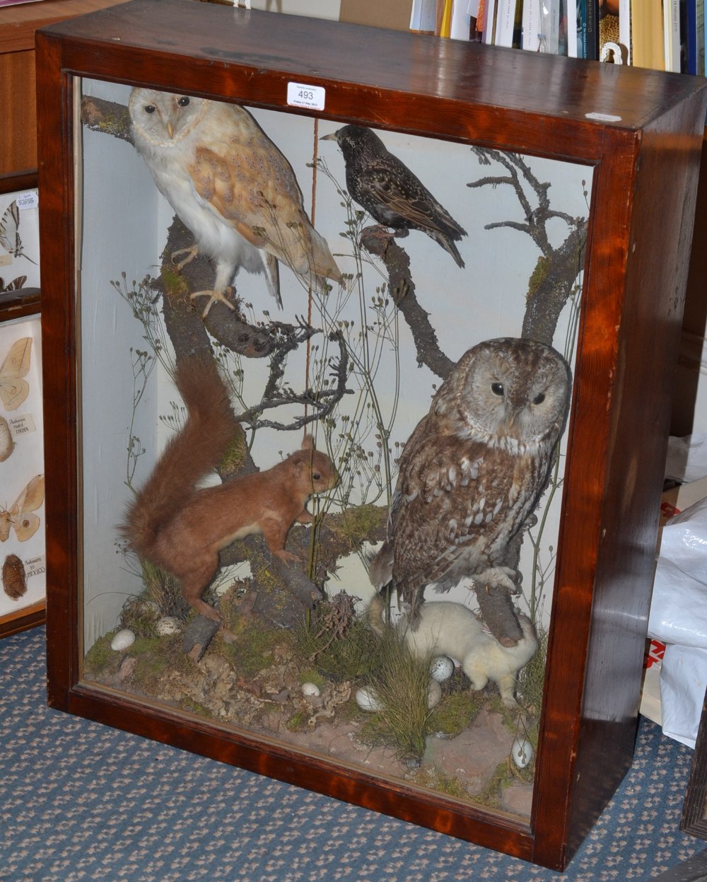 A Cased Group of Birds and Animals, circa 1910, comprising Barn Owl, Tawny Owl, Red Squirrel,