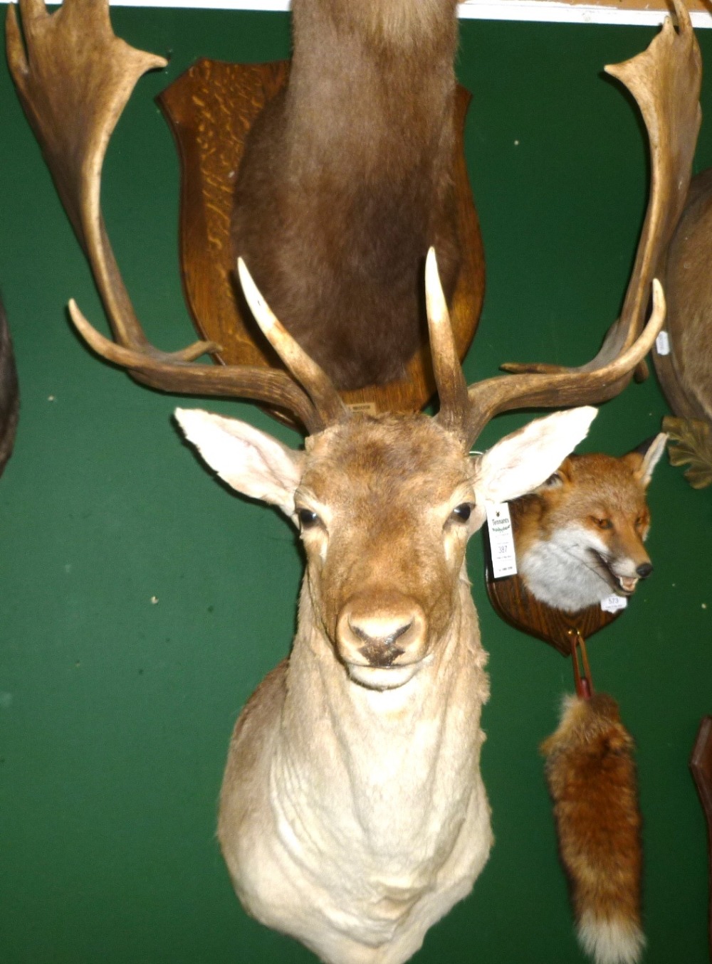 Fallow Deer (Cervus dama dama), shoulder mount, 19 points, right antler 74.5cm, left antler 72.