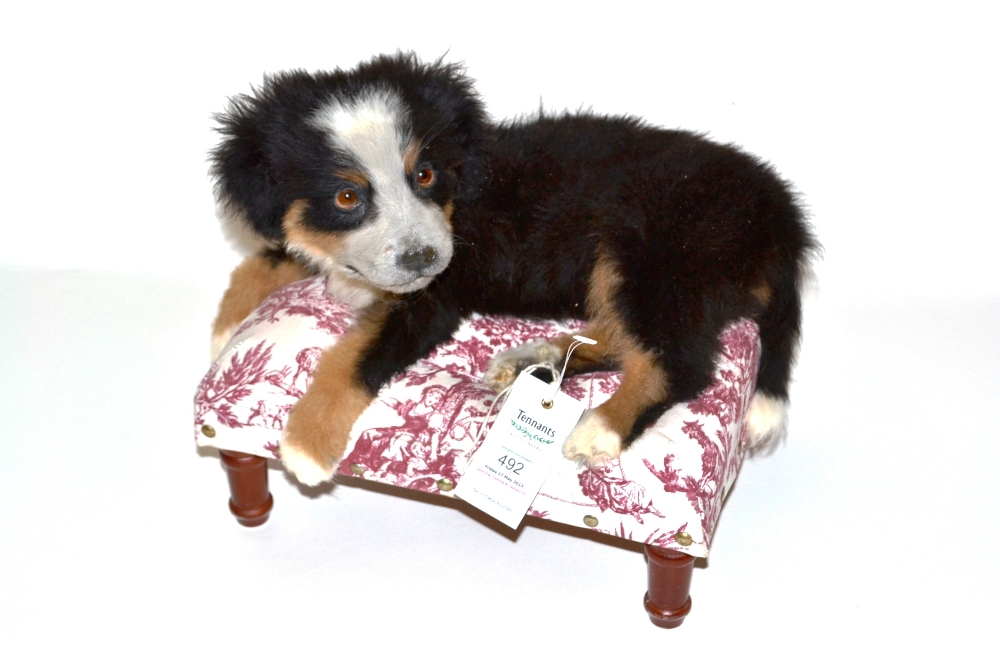 Burmese Mountain Dog Puppy, modern, full mount, recumbent on a toile de jouy upholstered stool, 36cm