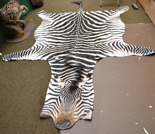 Plains Zebra (Equus quagga), circa 2000, prepared skin, unbacked, 362cm nose tip to tail tip