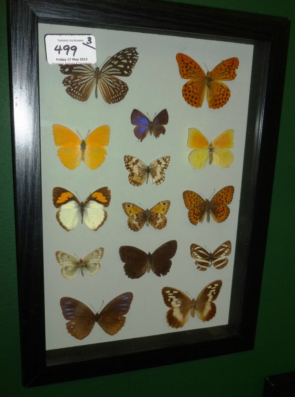 A Group of Thirty-Two Assorted Foreign Butterflies, arranged in rows, in glazed frames, the