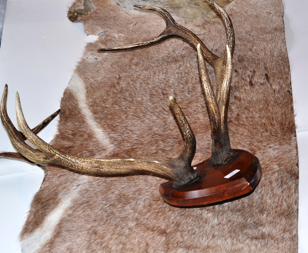 Red Deer (Cervus elaphus hippelaphus), circa 1920, antlers on shield, 9 points, right antler 85cm,
