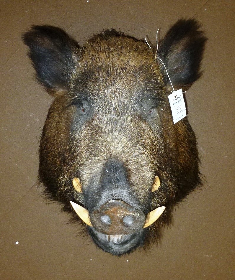 Wild Boar (Sus scrofa), circa 2000, head mount, jaw agape, 65cm from the wall