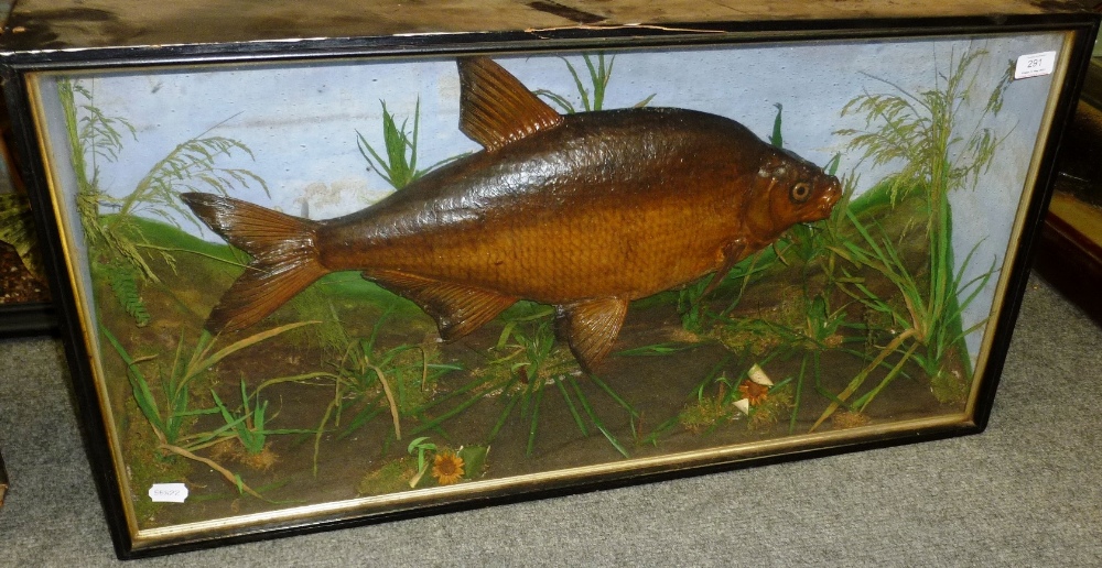 A Bream, preserved and mounted in a naturalistic setting, with painted backdrop, no labels, in an