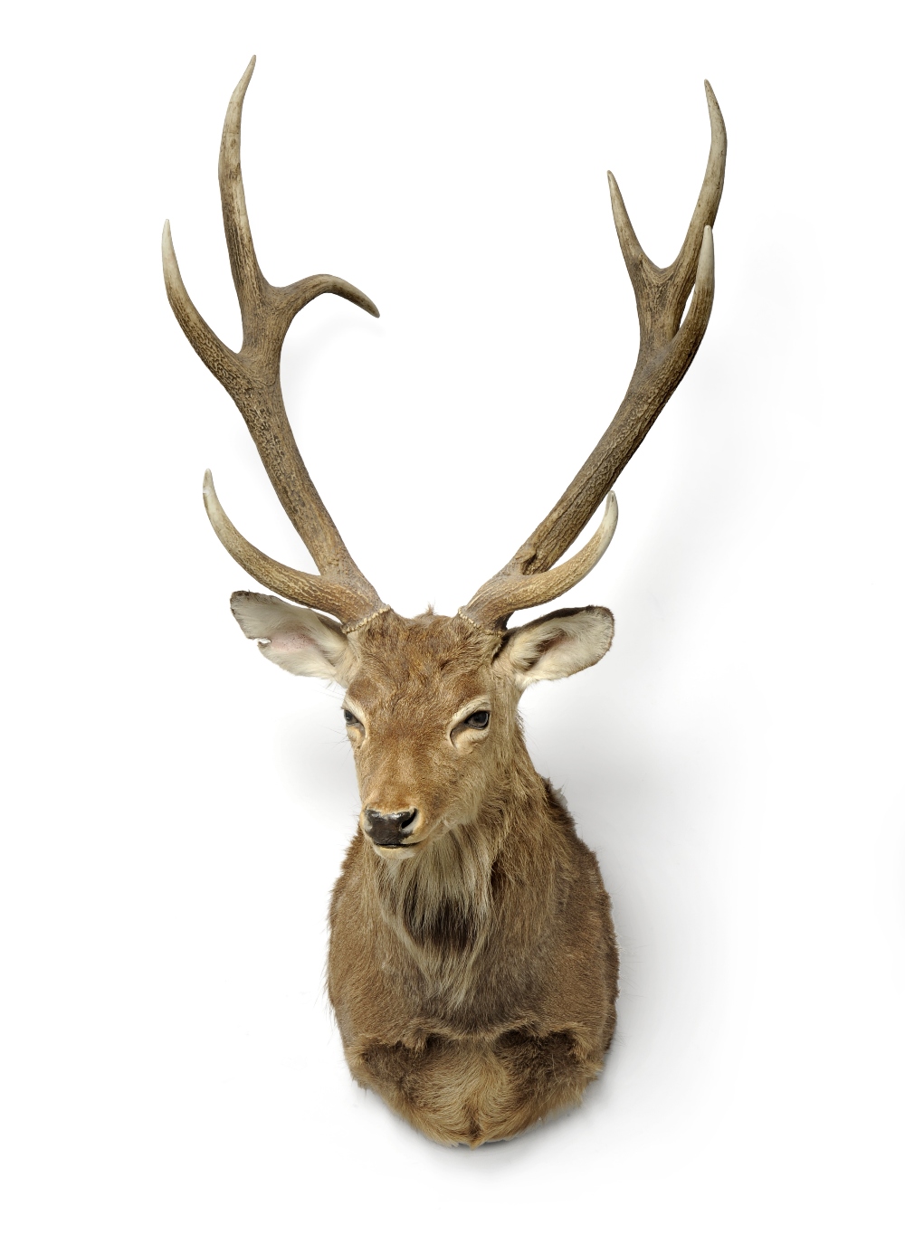 Sika Deer (Cervus nippon), circa 2000, shoulder mount, 8 points, right antler 67cm, left antler