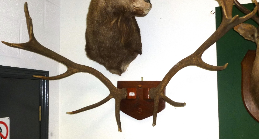 Red Deer (Cervus elaphus), cast antlers, 18 points, right antler 94cm, left antler 94cm, on wooden
