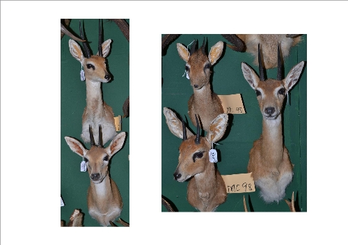 Four Assorted Small Gazelle Heads, circa 2000, including Dik-Dik