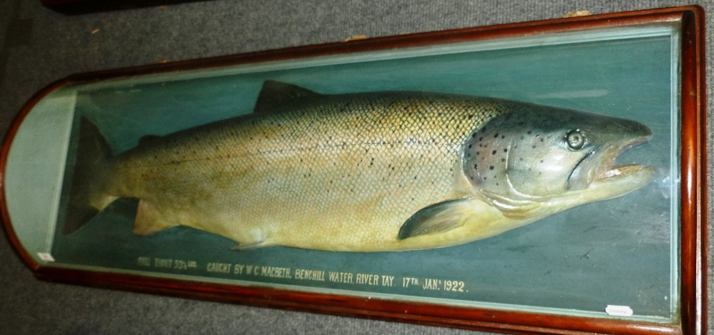 A Fine Cased Malloch Cast of a Bull Trout, inscribed `Bull Trout 33 1/2lbs, Caught by W.G.Macbeth